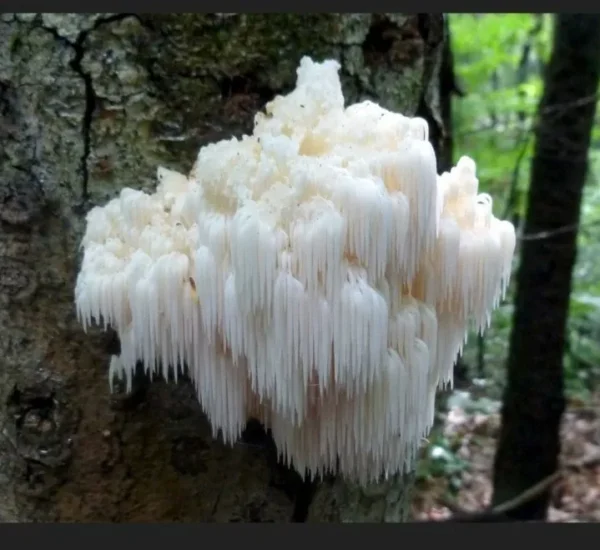 White mushroom growing on tree bark.