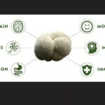 Benefits of Lion’s Mane Mushroom