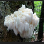 Lion’s Mane Mushroom in the Wild