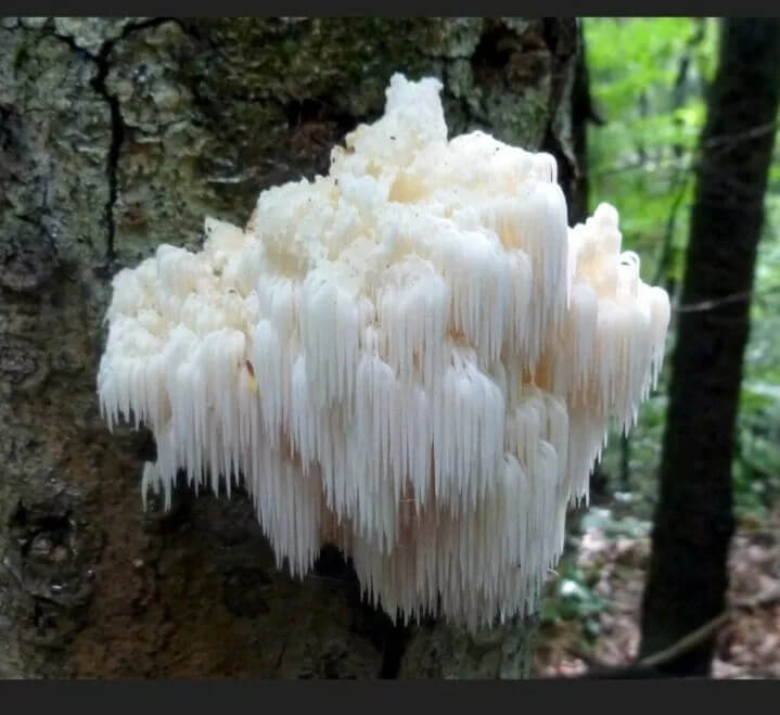Lion’s Mane Mushroom in the Wild